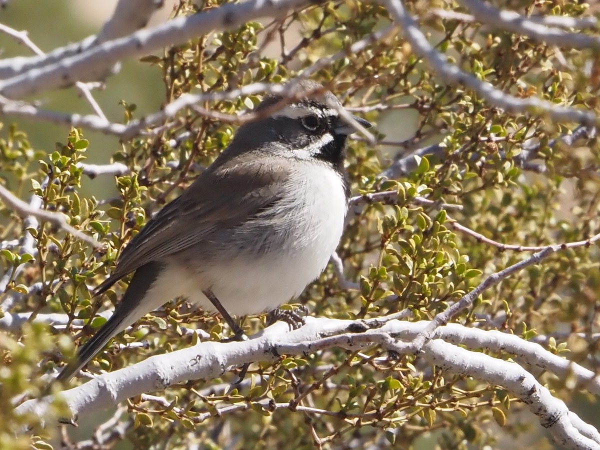 Black-throated Sparrow - ML616845287