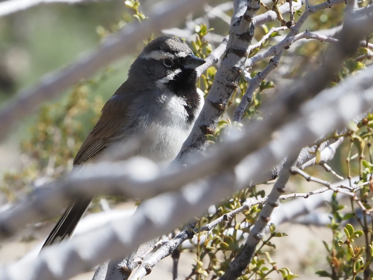 Black-throated Sparrow - ML616845288