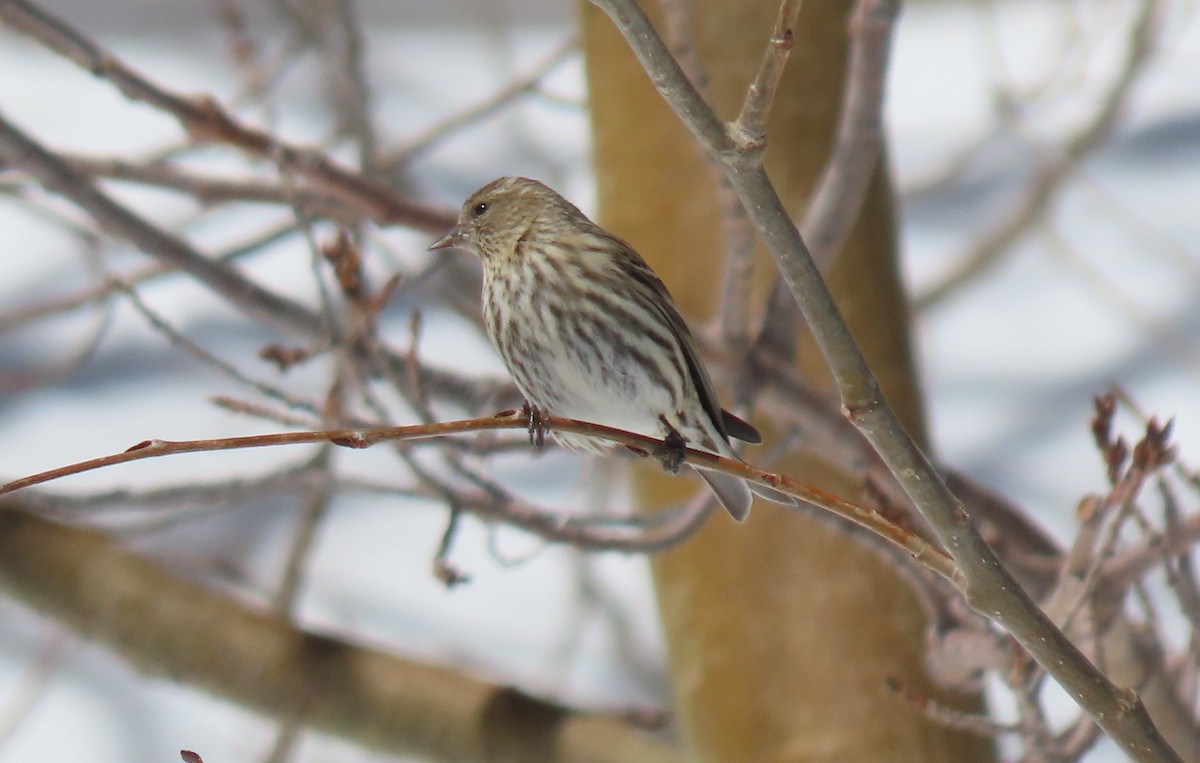 Pine Siskin - Anne Mytych