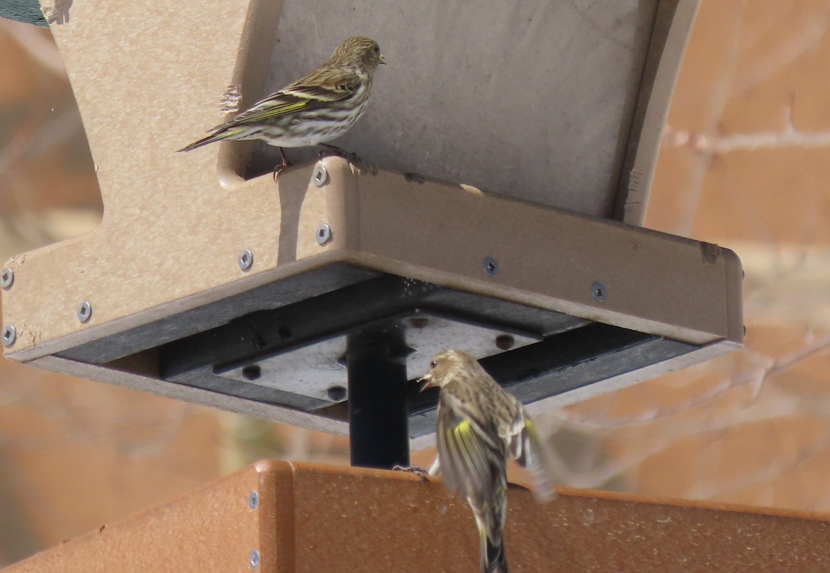 Pine Siskin - Anne Mytych