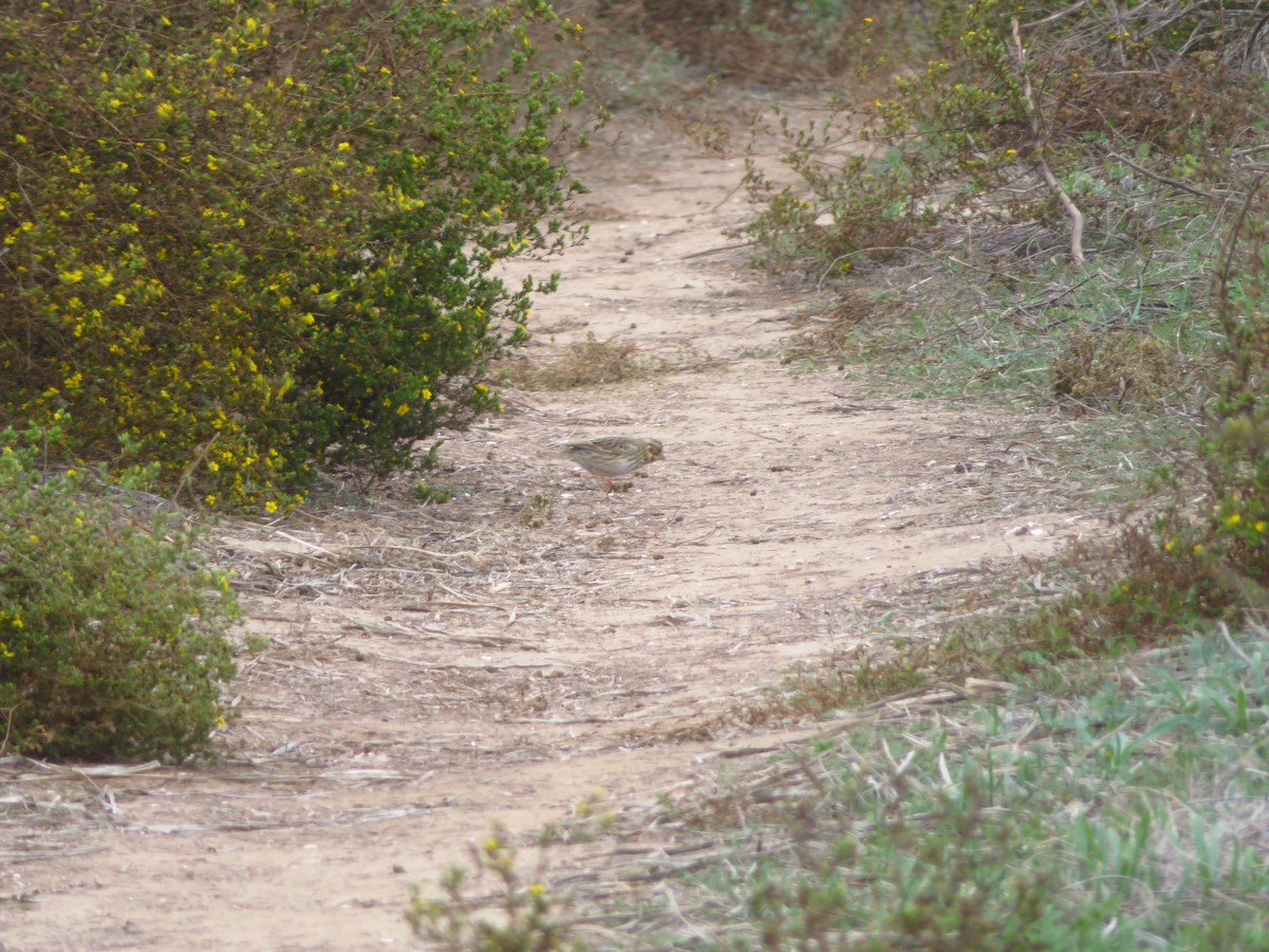 Savannah Sparrow - Aaron Jones