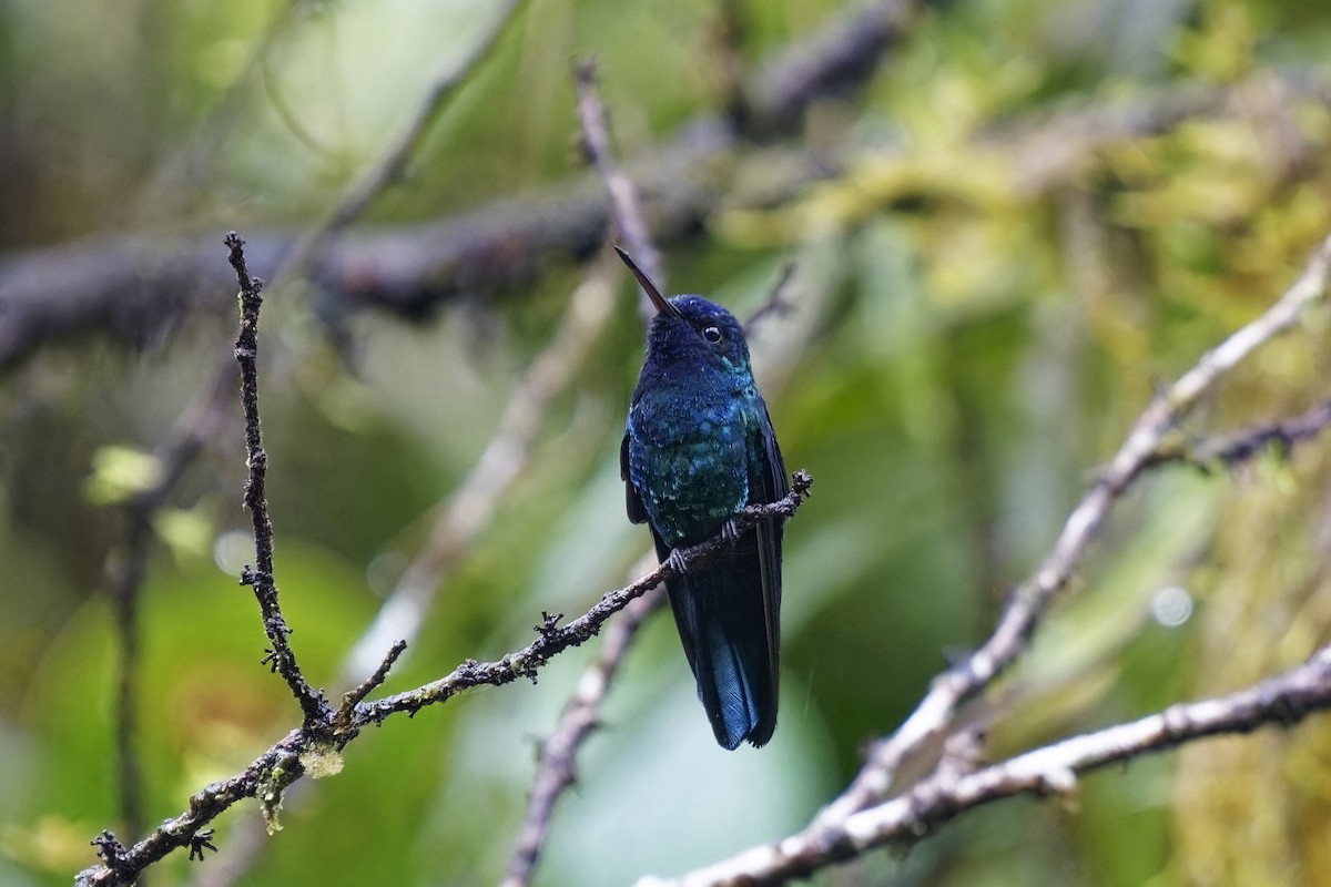 Colibri à tête bleue - ML616845497