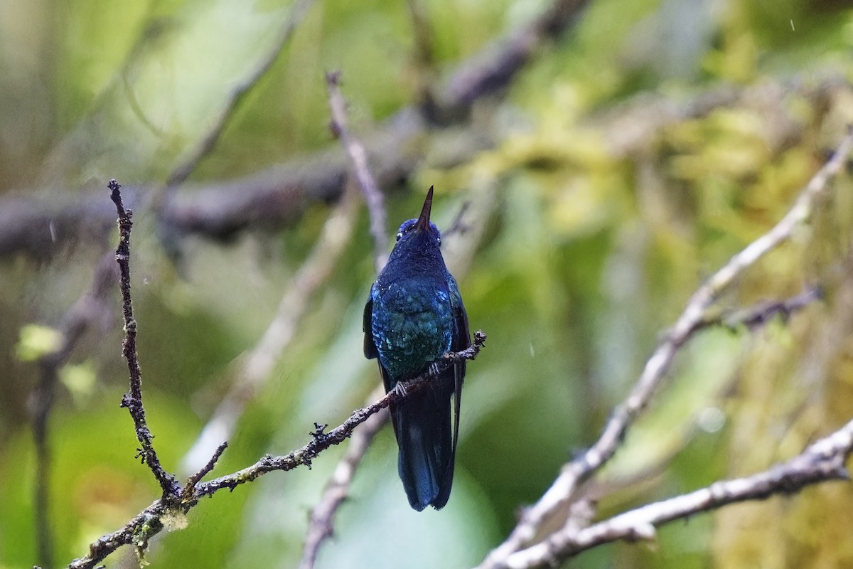 Colibrí Bicolor - ML616845499