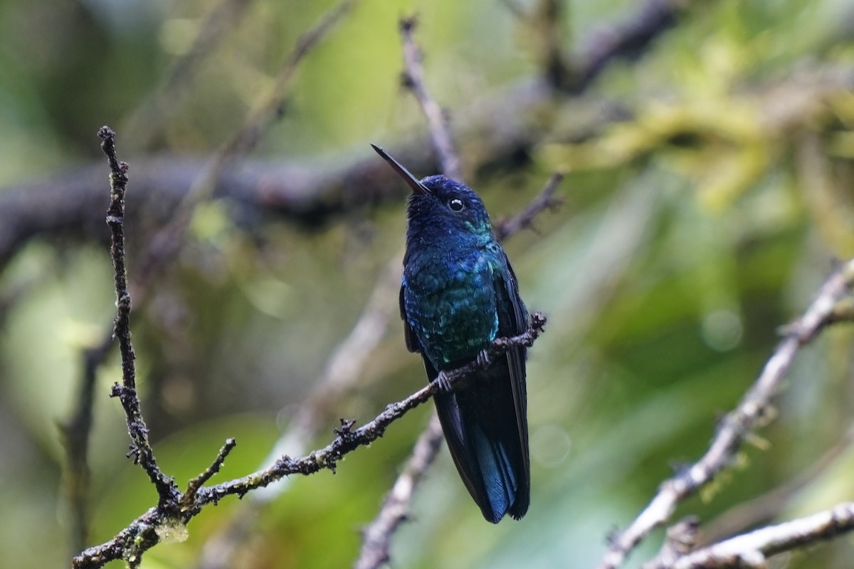 Colibri à tête bleue - ML616845500