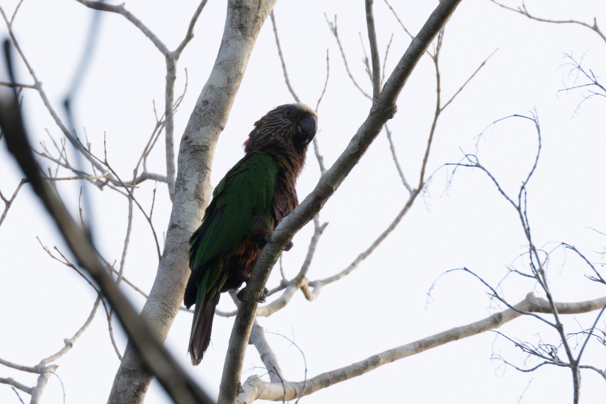 Red-fan Parrot - ML616845533