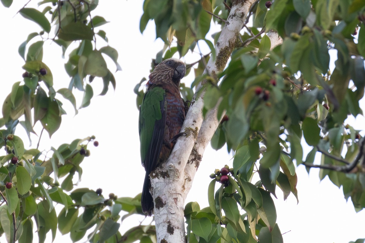 Red-fan Parrot - ML616845535