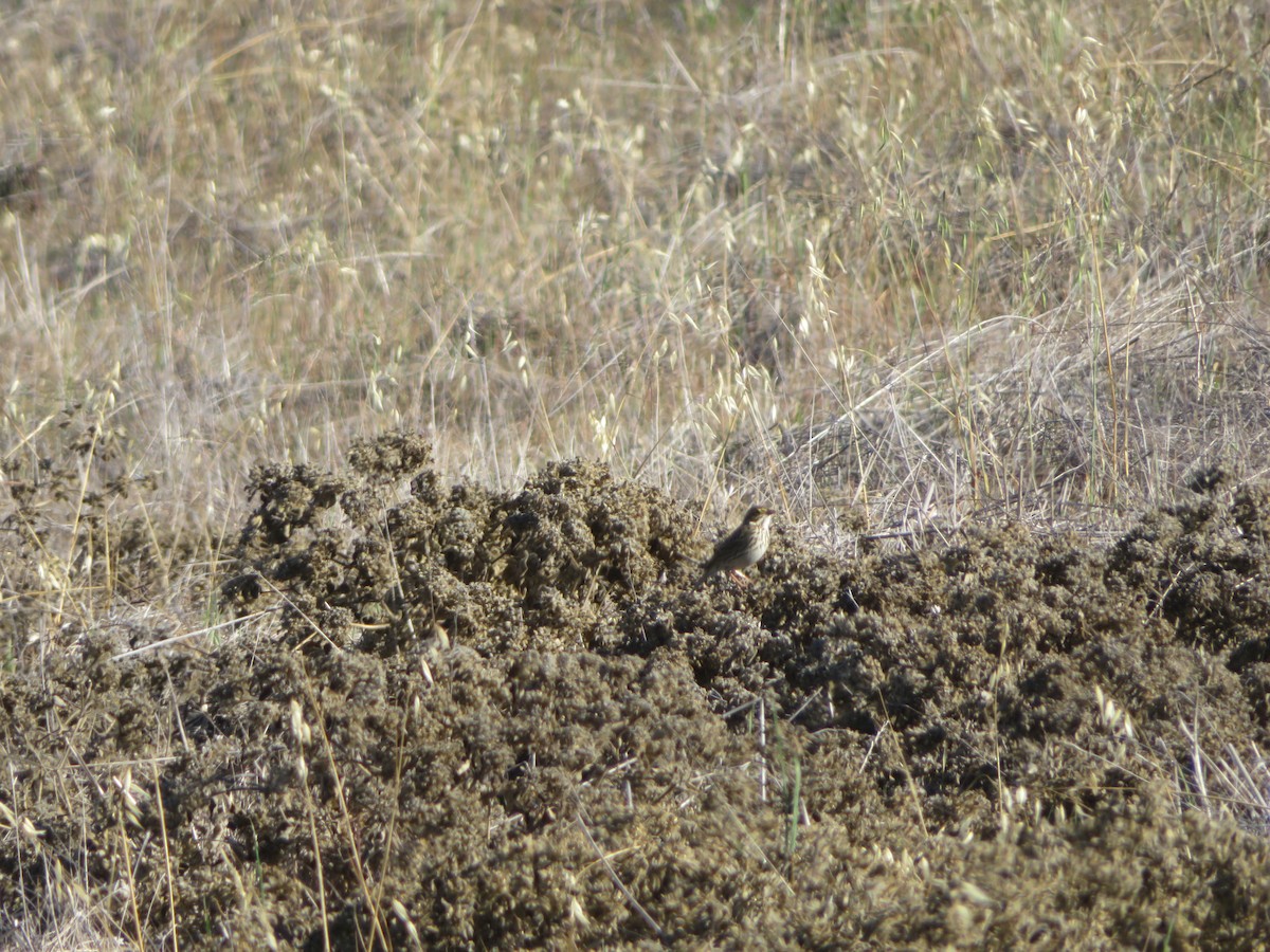 Savannah Sparrow - ML616845544