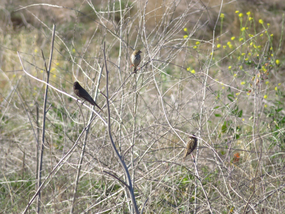 Savannah Sparrow - ML616845556