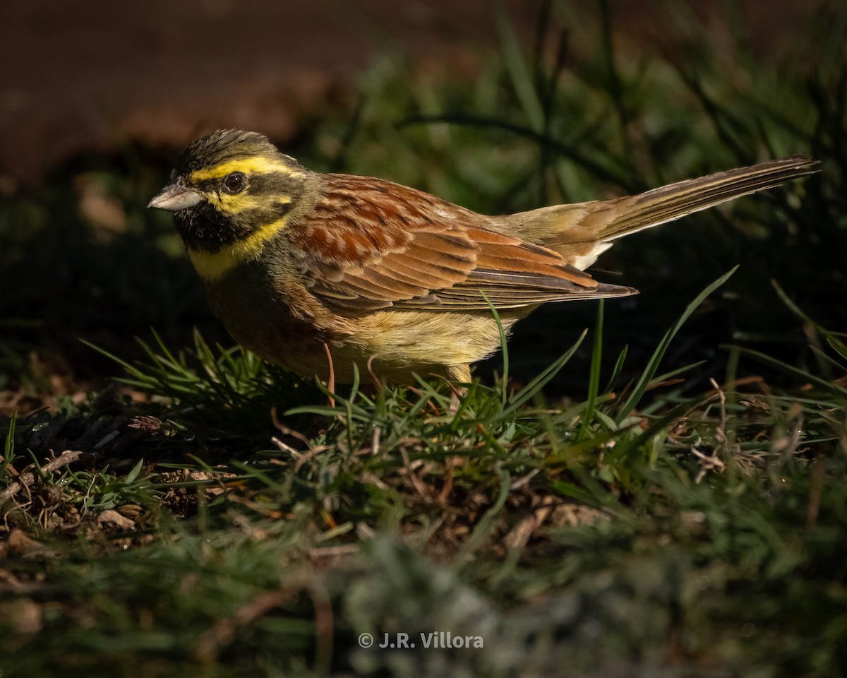 Cirl Bunting - ML616845561