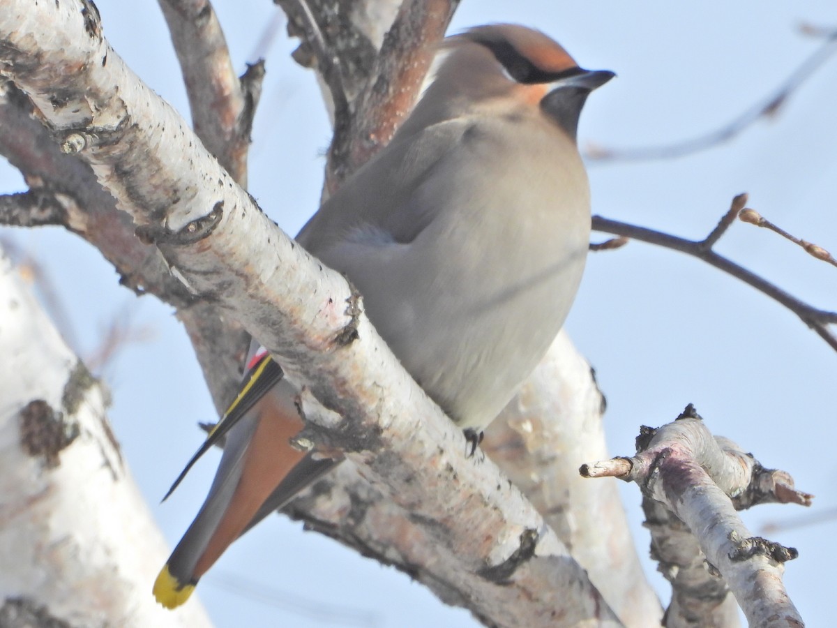 Bohemian Waxwing - Roy Lambert