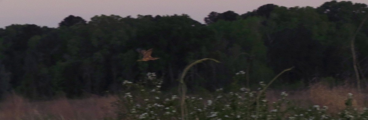 American Bittern - Tammy Hester