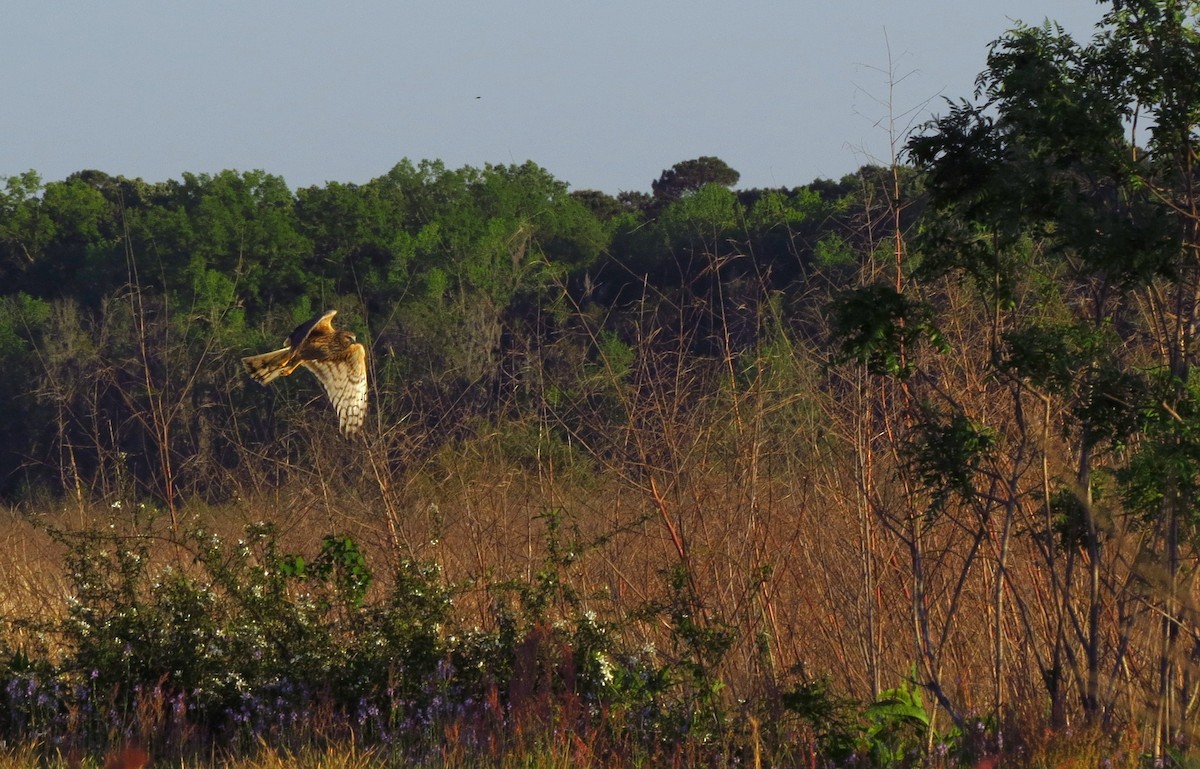 Northern Harrier - ML616845693