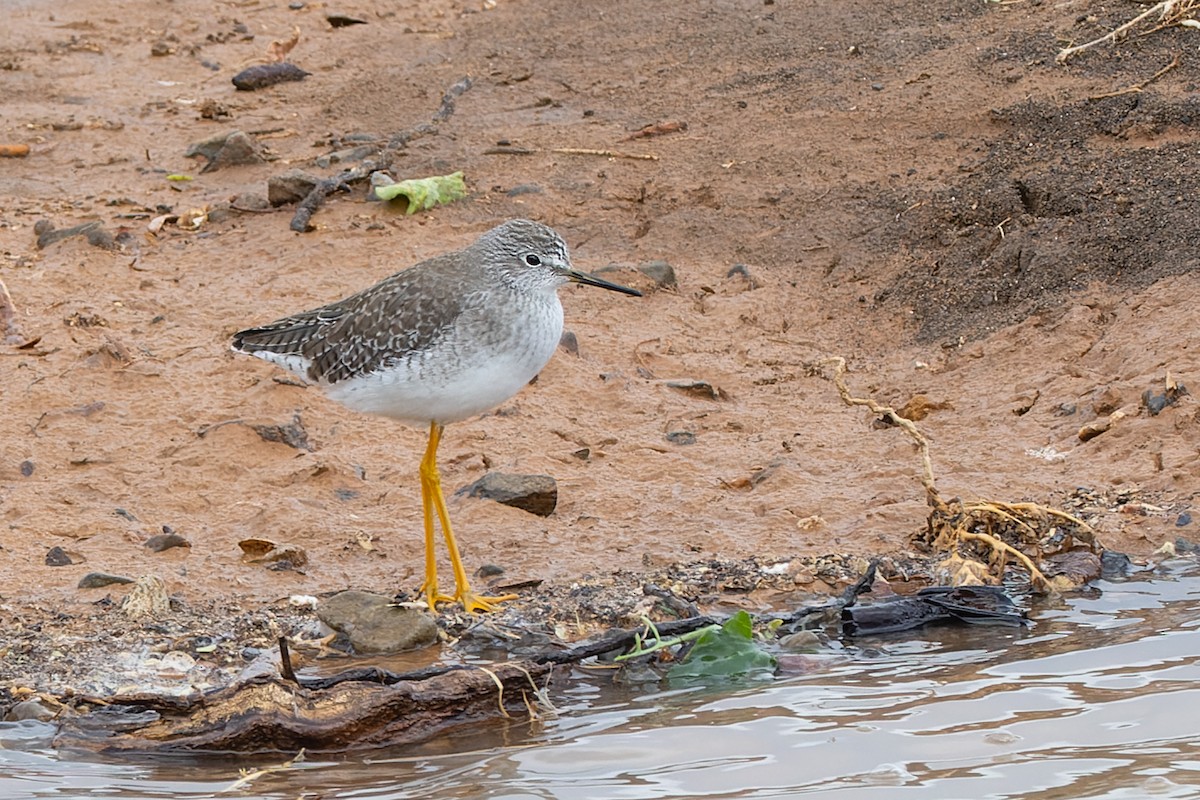 Lesser Yellowlegs - ML616845697