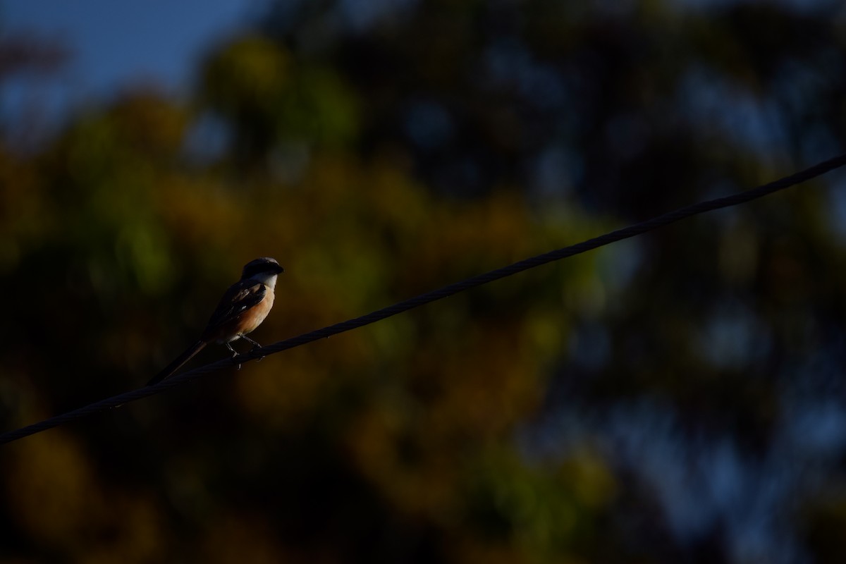 Long-tailed Shrike - ML616845701