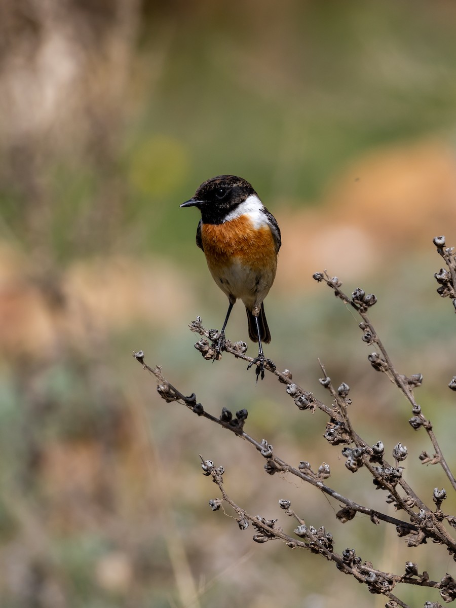 European/Siberian Stonechat - ML616845717