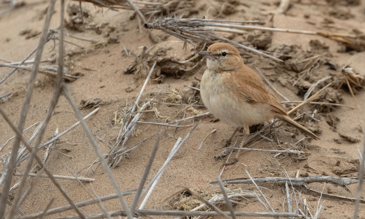 Alondra de las Dunas (erythrochlamys) - ML616845740