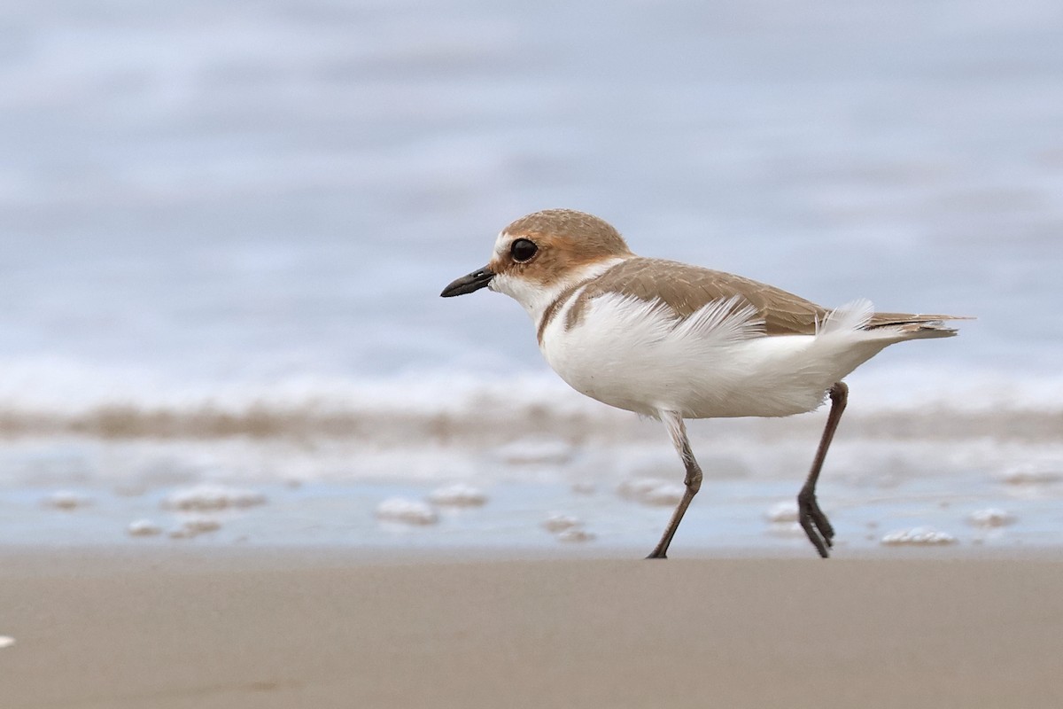 Kentish Plover - ML616845792