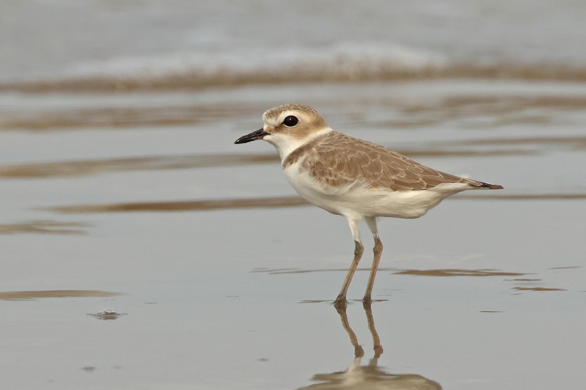 Kentish Plover - ML616845793