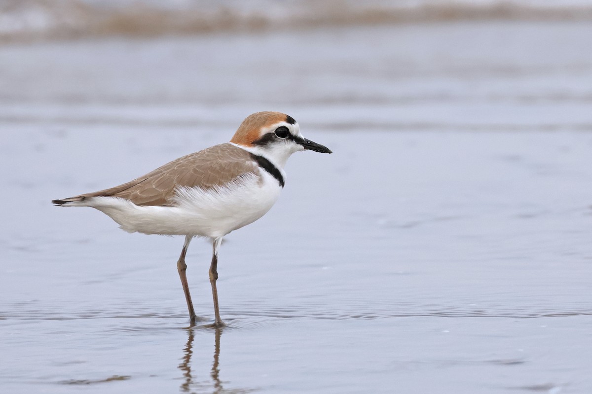 Kentish Plover - ML616845795