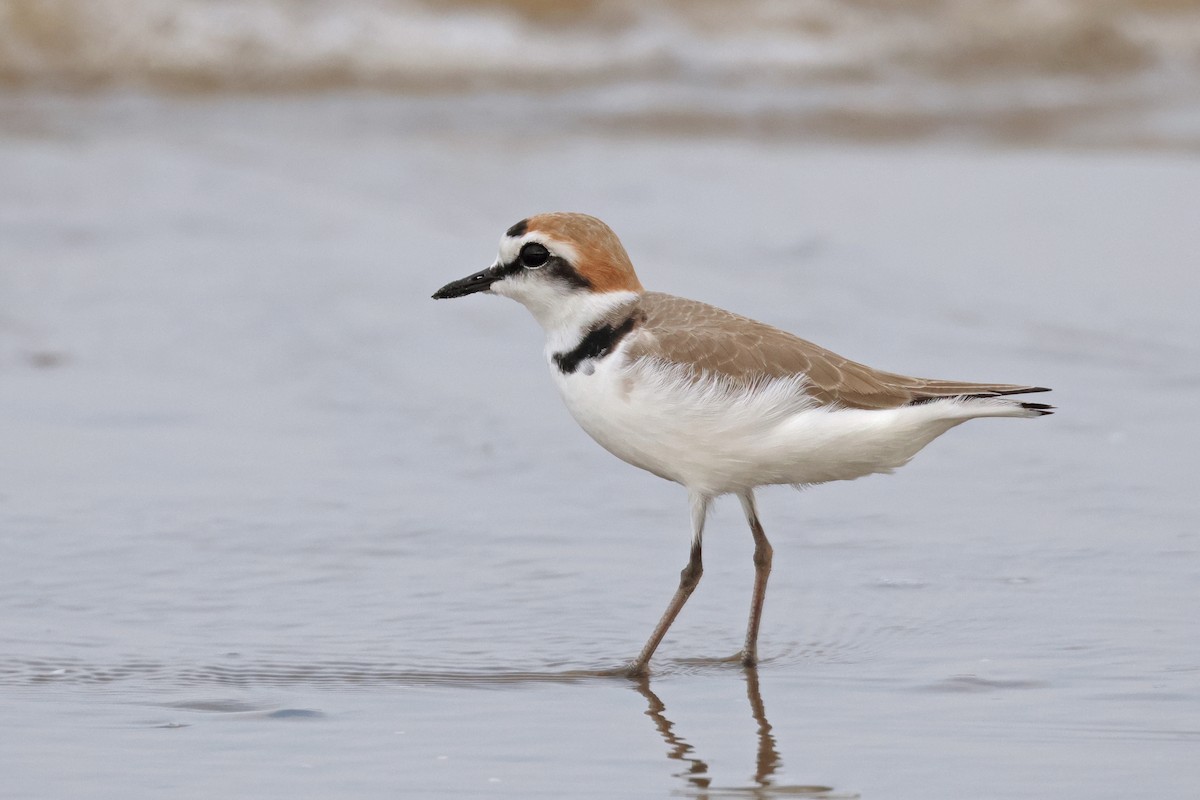 Kentish Plover - ML616845796