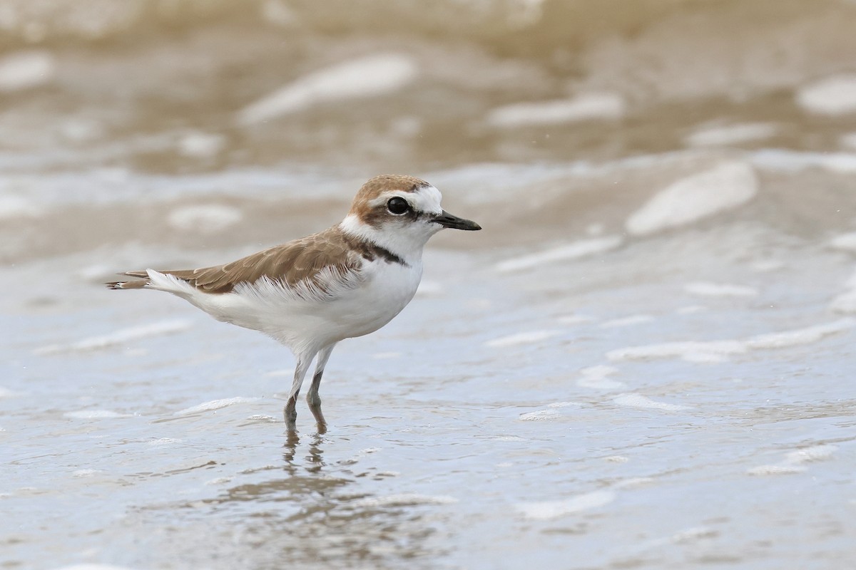 Kentish Plover - Dave Bakewell