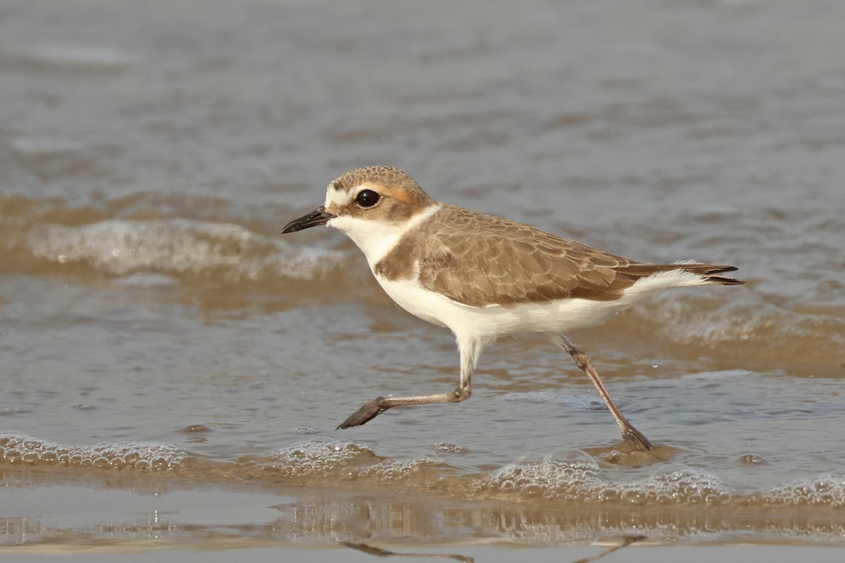 Kentish Plover - ML616845798