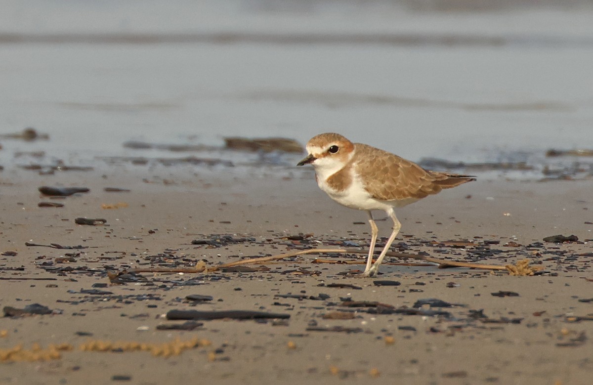 Kentish Plover - ML616845800