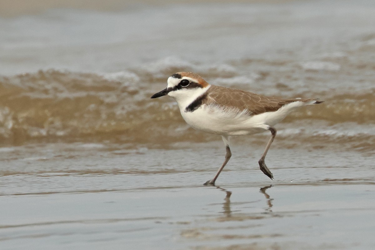 Kentish Plover - ML616845801