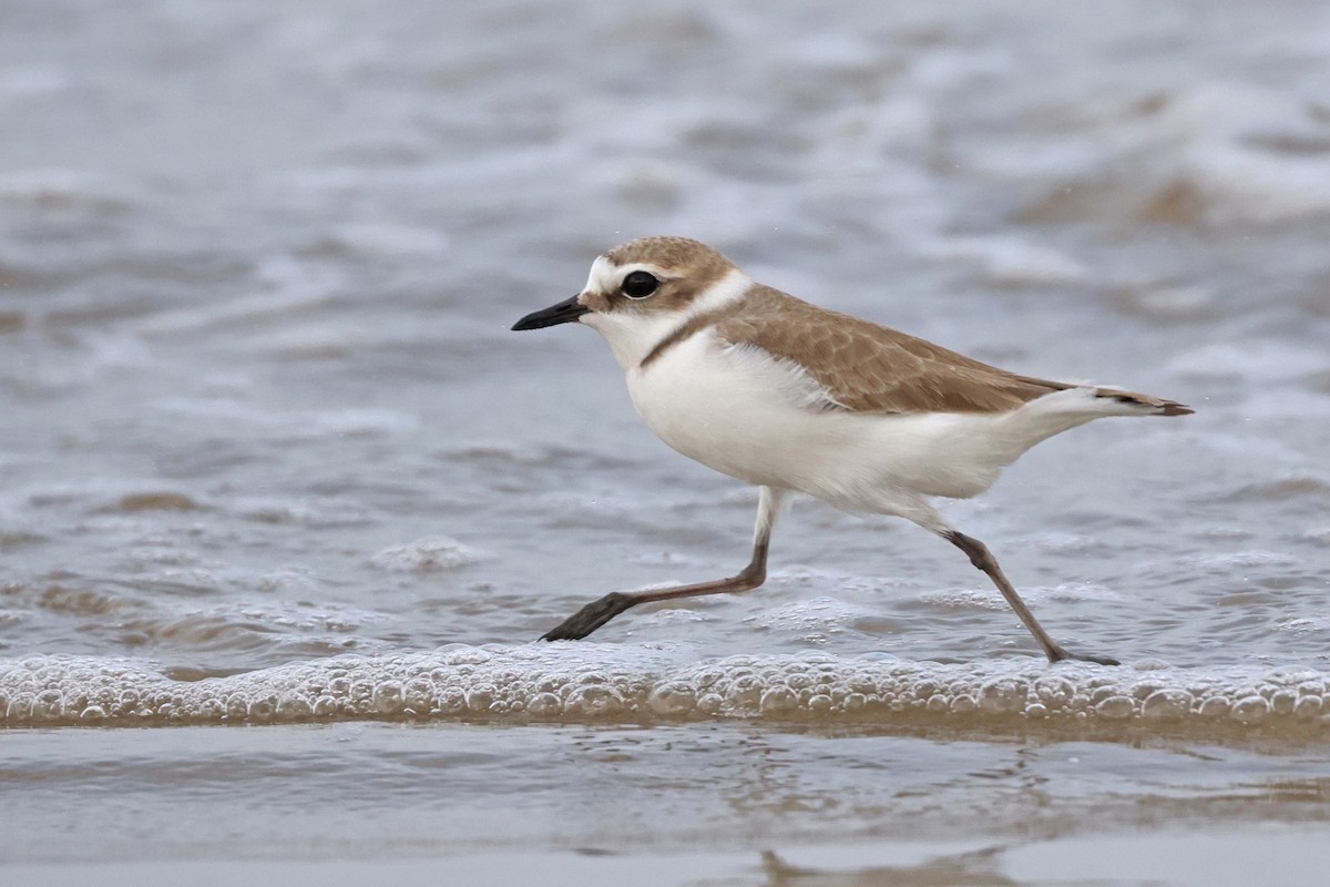 Kentish Plover - ML616845802