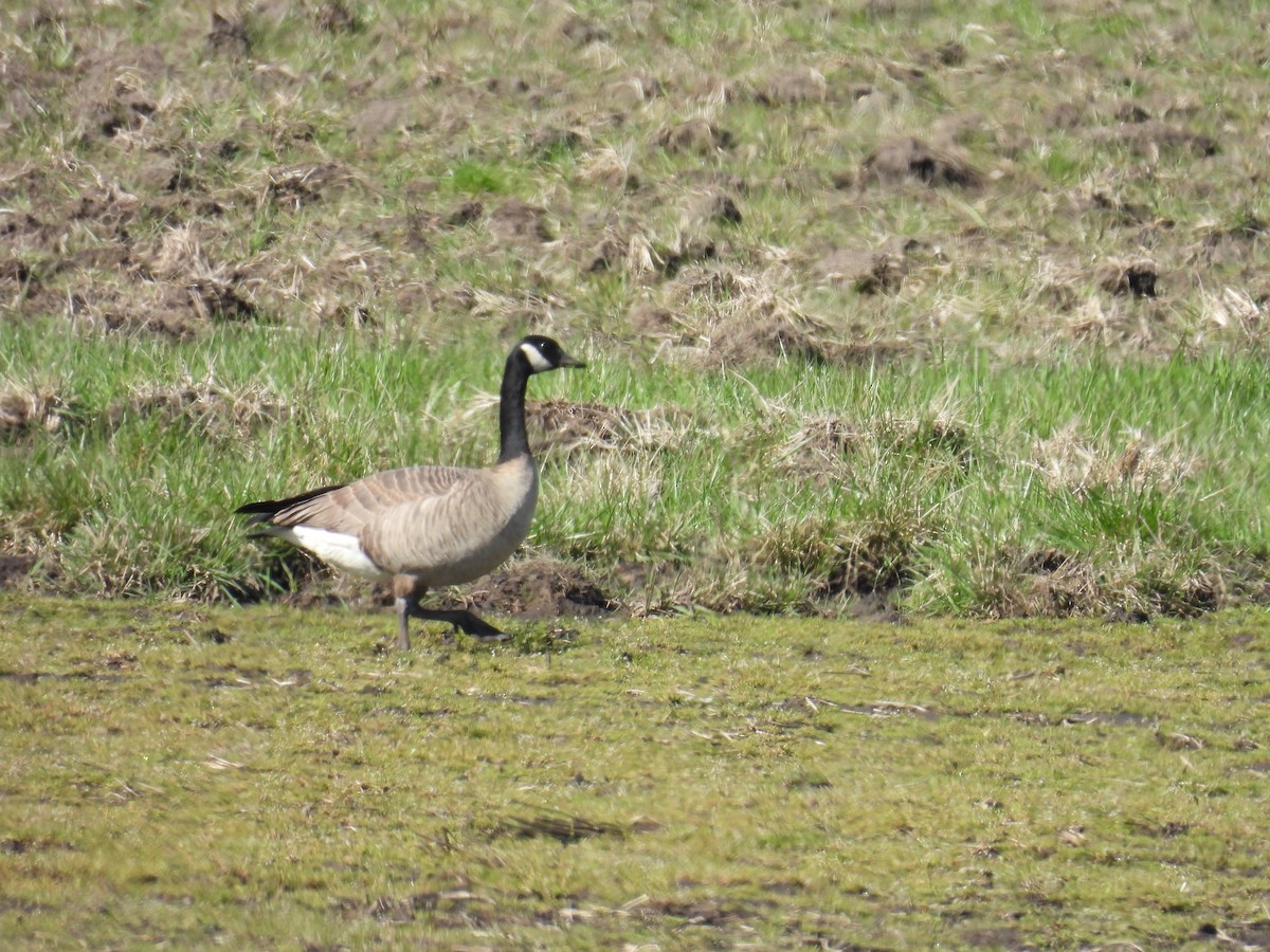 Canada Goose (occidentalis/fulva) - Jody  Wells