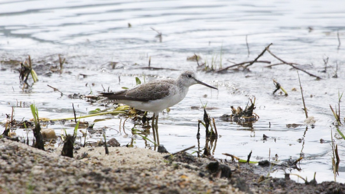 Common Greenshank - ML616845848