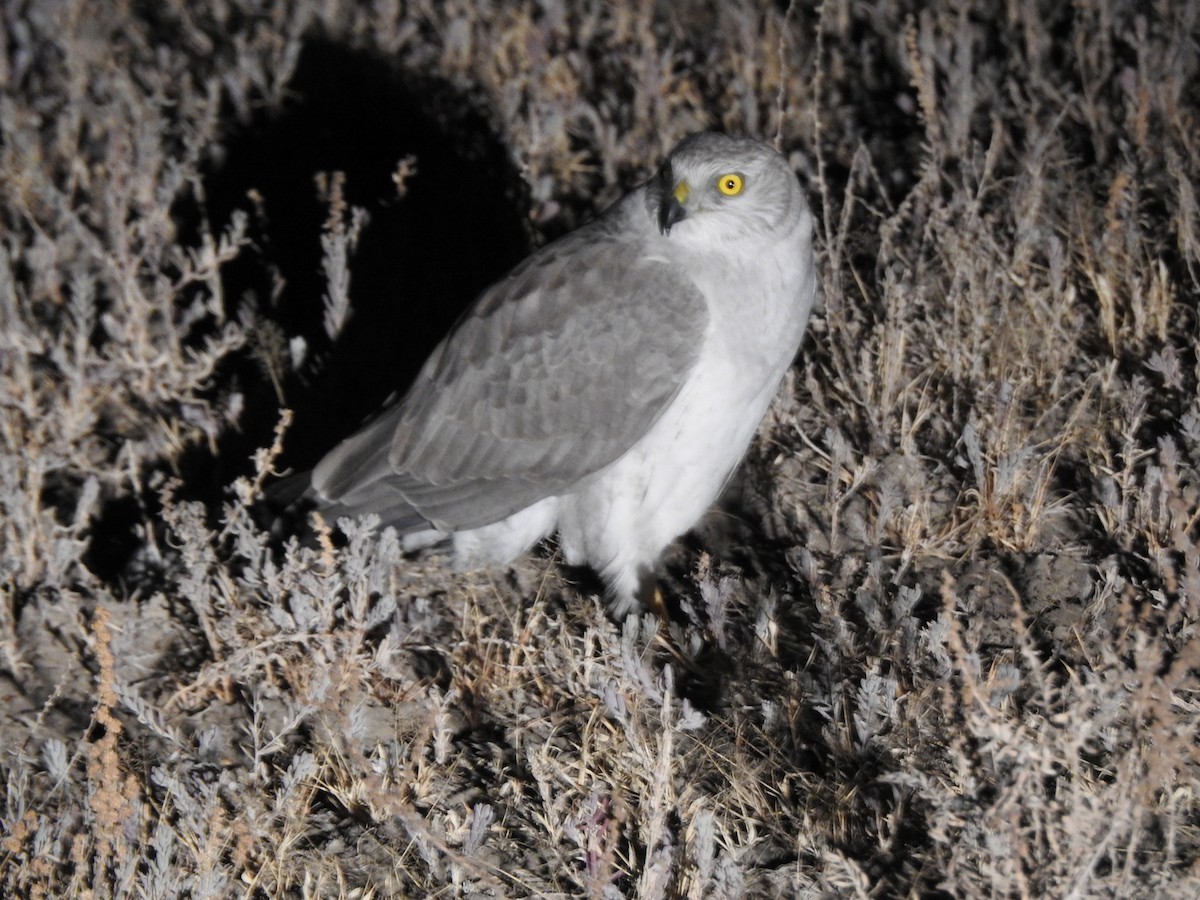 Montagu's Harrier - ML616845851