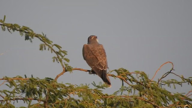 Halcón Yággar - ML616845870