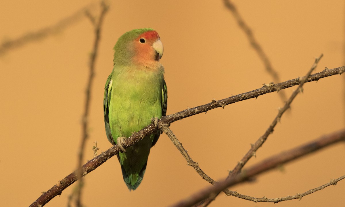 Rosy-faced Lovebird - ML616845875