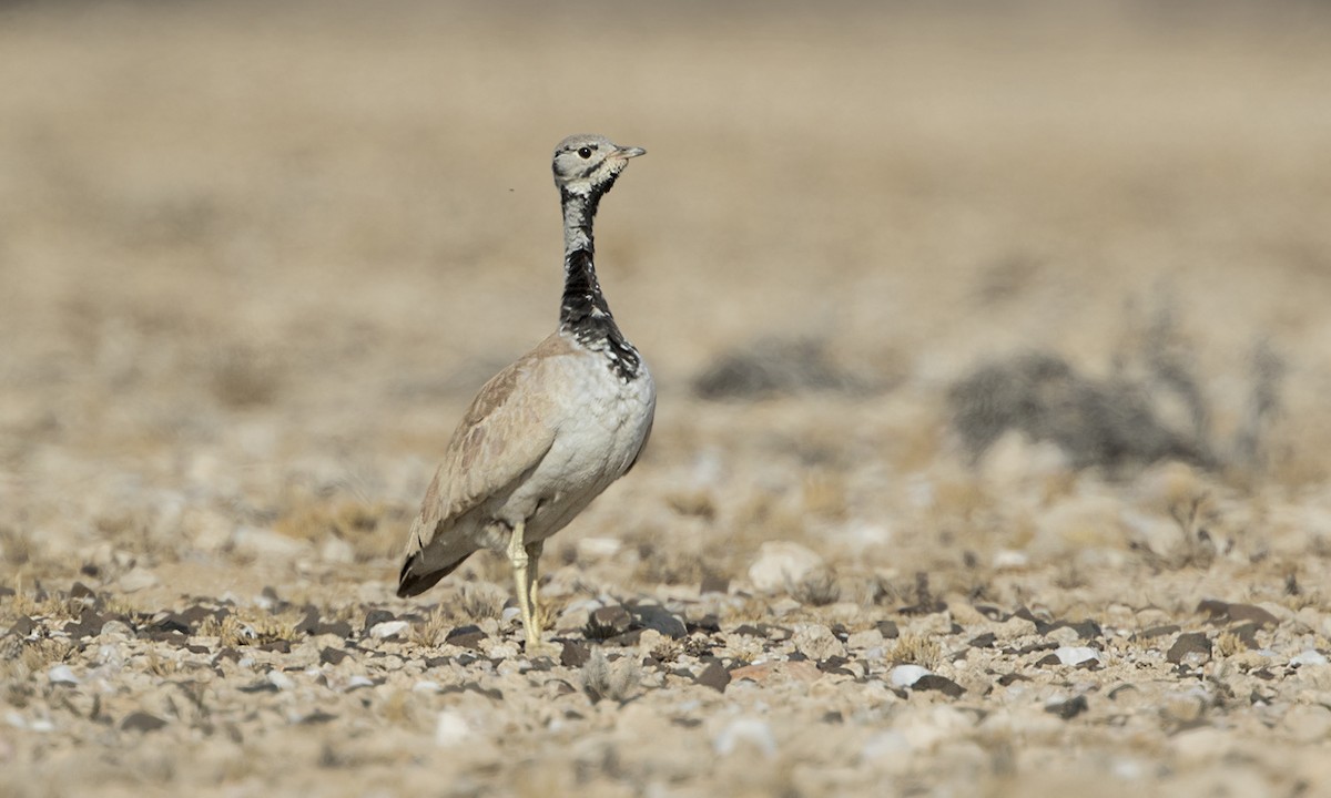 Rüppell's Bustard - ML616845890