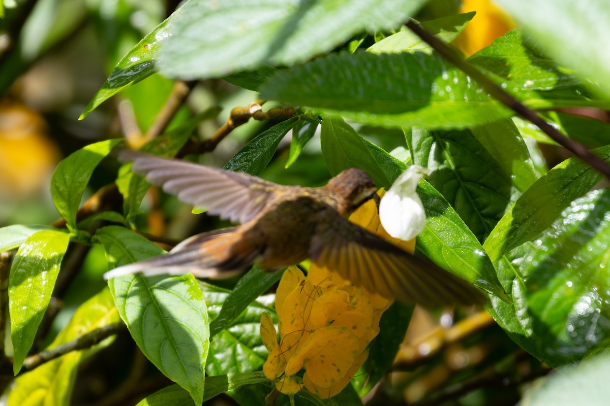 Braunkehl-Schattenkolibri - ML616845906