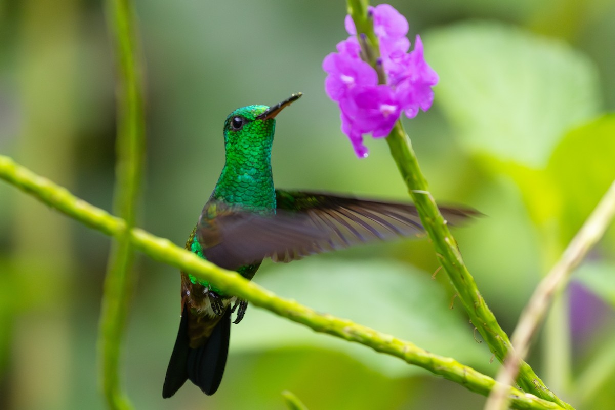 Copper-rumped Hummingbird - ML616845956