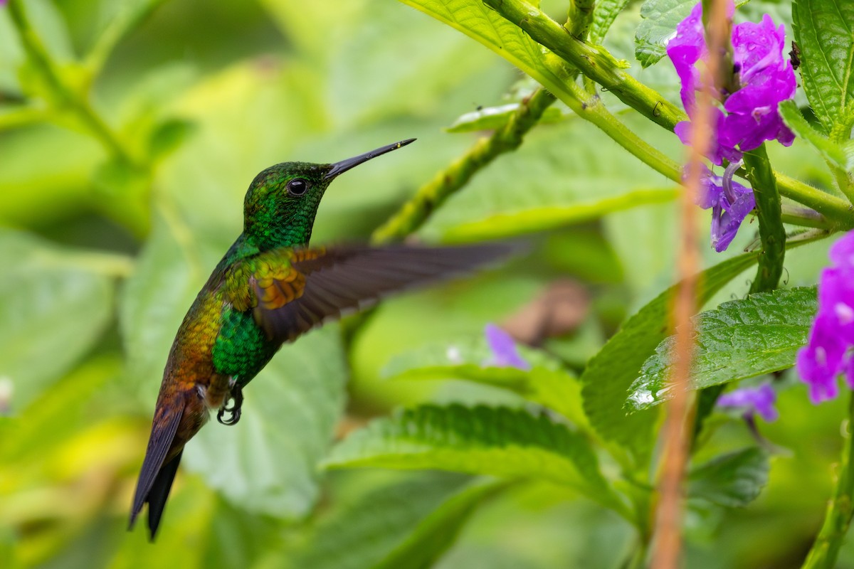 Copper-rumped Hummingbird - ML616845957