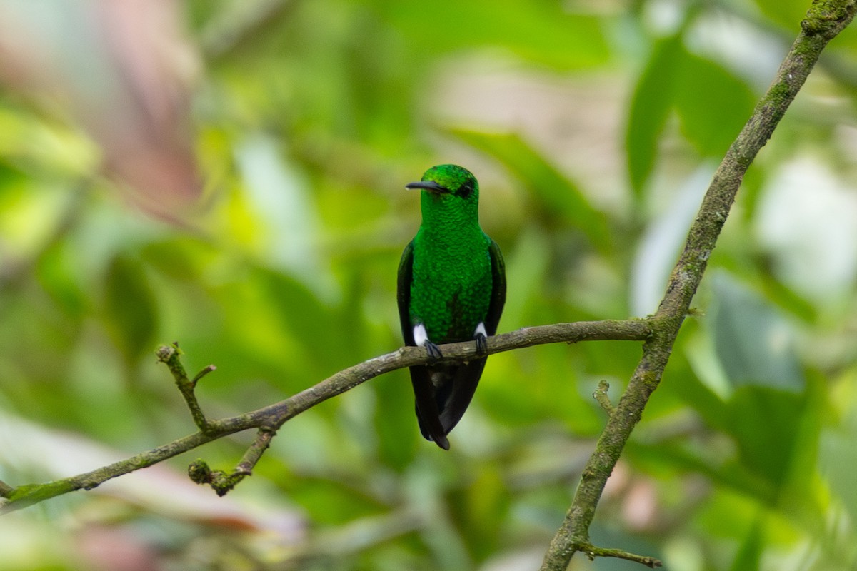 Copper-rumped Hummingbird - ML616845960