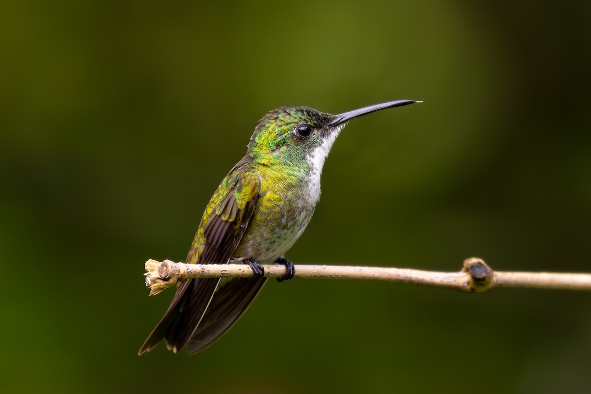 White-chested Emerald - Abram Fleishman