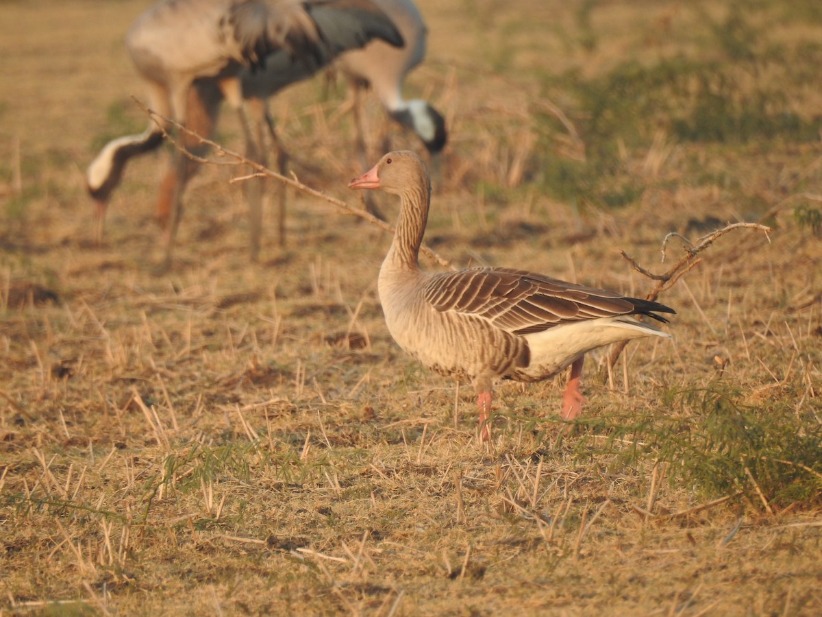 Graylag Goose - Francis D'Souza