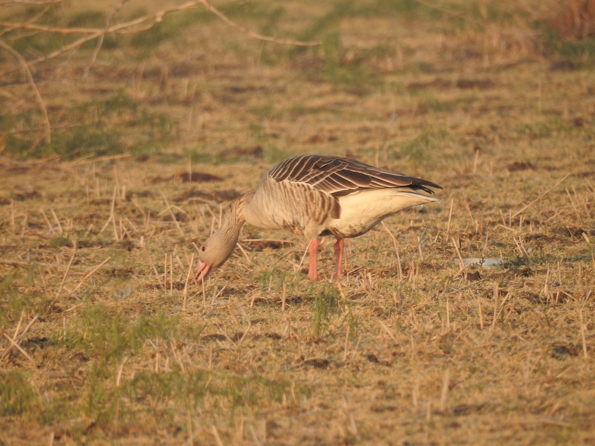 Graylag Goose - Francis D'Souza