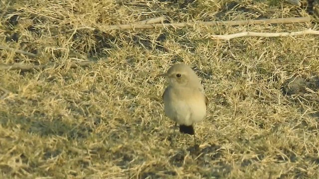 Asian Desert Warbler - ML616846040