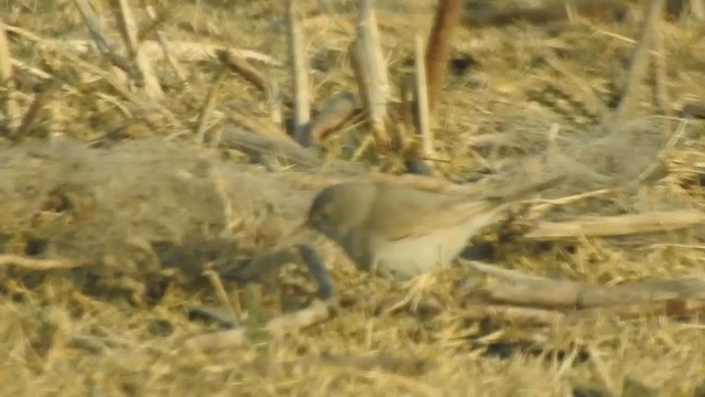 Asian Desert Warbler - ML616846042