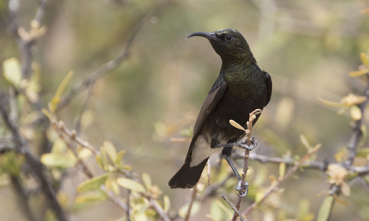 Dusky Sunbird - ML616846044