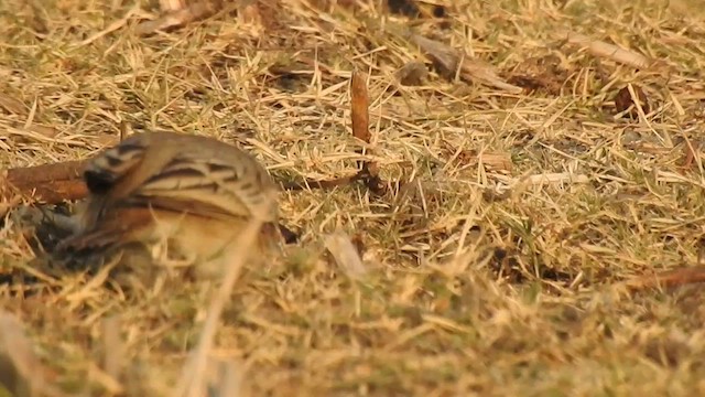 Tawny Pipit - ML616846052