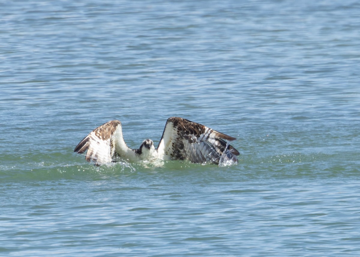 Osprey - ML616846071