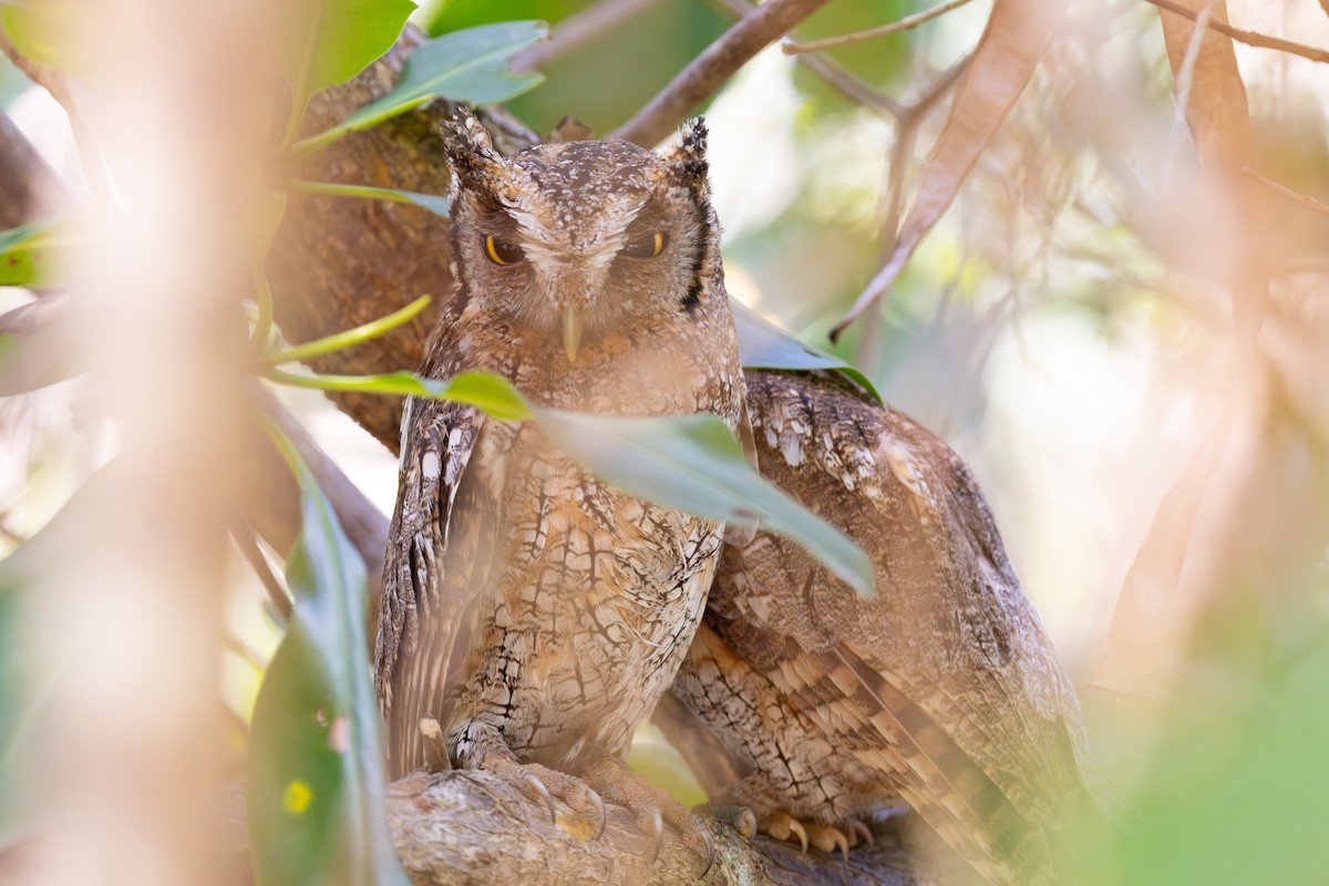 Tropical Screech-Owl - ML616846089