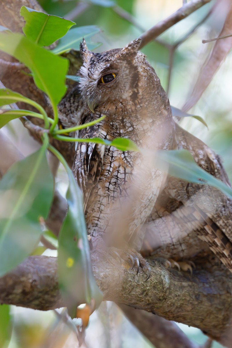 Tropical Screech-Owl - ML616846090