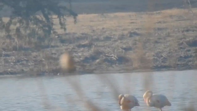 חנקן ערבות - ML616846105